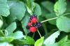 <img100*0:stuff/z/169023/Berries.2/i1278790339_6.jpg>