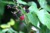 <img100*0:stuff/z/169023/Berries.2/i1278790339_7.jpg>