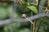 <img100*0:stuff/z/169023/Berries.2/i1278790339_8.jpg>