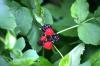 <img100*0:stuff/z/169023/Berries.2/i1278790339_9.jpg>