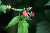 <img100*0:stuff/z/169023/Berries.2/i1278790340_10.jpg>