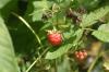 <img100*0:stuff/z/169023/Berries.2/i1278790340_11.jpg>