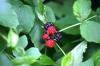 <img100*0:stuff/z/169023/Berries.2/i1278790340_12.jpg>