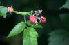 <img100*0:stuff/z/169023/Berries.2/i1278790340_13.jpg>