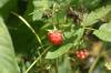 <img100*0:stuff/z/169023/Berries.2/i1278790340_14.jpg>