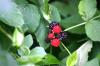 <img100*0:stuff/z/169023/Berries.2/i1278790340_15.jpg>