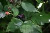 <img100*0:stuff/z/169023/Berries.2/i1278790340_16.jpg>
