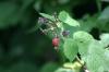 <img100*0:stuff/z/169023/Berries.2/i1278790340_18.jpg>
