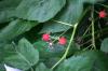 <img100*0:stuff/z/169023/Berries.2/i1278790340_19.jpg>