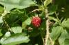 <img100*0:stuff/z/169023/Berries.2/i1278790340_20.jpg>