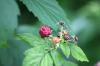 <img100*0:stuff/z/169023/Berries.2/i1278790340_21.jpg>