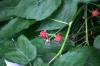 <img100*0:stuff/z/169023/Berries.2/i1278790340_22.jpg>