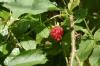 <img100*0:stuff/z/169023/Berries.2/i1278790340_23.jpg>