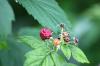 <img100*0:stuff/z/169023/Berries.2/i1278790340_24.jpg>