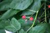<img100*0:stuff/z/169023/Berries.2/i1278790340_25.jpg>