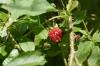 <img100*0:stuff/z/169023/Berries.2/i1278790340_26.jpg>