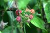 <img100*0:stuff/z/169023/Berries.2/i1278790340_27.jpg>