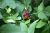 <img100*0:stuff/z/169023/Berries.2/i1278790340_29.jpg>