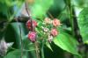<img100*0:stuff/z/169023/Berries.2/i1278790340_30.jpg>
