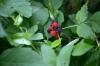 <img100*0:stuff/z/169023/Berries.2/i1278790340_32.jpg>