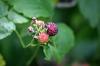 <img100*0:stuff/z/169023/Berries.2/i1278790340_33.jpg>