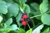 <img100*0:stuff/z/169023/Berries.2/i1278790340_34.jpg>