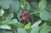 <img100*0:stuff/z/169023/Berries.2/i1278790340_35.jpg>