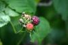 <img100*0:stuff/z/169023/Berries.2/i1278790340_36.jpg>