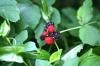 <img100*0:stuff/z/169023/Berries.2/i1278790340_38.jpg>