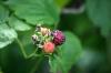 <img100*0:stuff/z/169023/Berries.2/i1278790340_39.jpg>