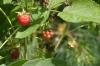 <img100*0:stuff/z/169023/Berries.2/i1278790340_40.jpg>