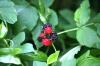 <img100*0:stuff/z/169023/Berries.2/i1278790340_41.jpg>