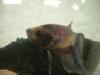 <img100*0:stuff/z/169023/Betta%25204/i1259624310_1.jpg>
