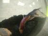 <img100*0:stuff/z/169023/Betta%25204/i1259624310_2.jpg>