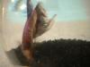 <img100*0:stuff/z/169023/Betta%25204/i1259624310_3.jpg>