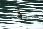 <img150*0:stuff/z/169023/Bird%2520on%2520the%2520Water/i1278615343_1.jpg>