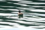 <img150*0:stuff/z/169023/Bird%2520on%2520the%2520Water/i1278615343_2.jpg>