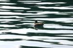 <img150*0:stuff/z/169023/Bird%2520on%2520the%2520Water/i1278615343_3.jpg>