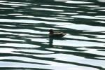 <img150*0:stuff/z/169023/Bird%2520on%2520the%2520Water/i1278615343_4.jpg>
