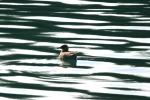 <img150*0:stuff/z/169023/Bird%2520on%2520the%2520Water/i1278615344_10.jpg>