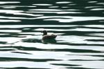 <img150*0:stuff/z/169023/Bird%2520on%2520the%2520Water/i1278615344_11.jpg>