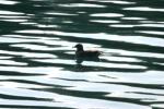 <img150*0:stuff/z/169023/Bird%2520on%2520the%2520Water/i1278615344_12.jpg>