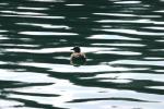 <img150*0:stuff/z/169023/Bird%2520on%2520the%2520Water/i1278615344_13.jpg>
