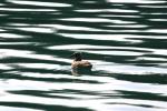 <img150*0:stuff/z/169023/Bird%2520on%2520the%2520Water/i1278615344_14.jpg>