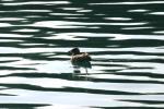 <img150*0:stuff/z/169023/Bird%2520on%2520the%2520Water/i1278615344_15.jpg>