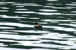 <img150*0:stuff/z/169023/Bird%2520on%2520the%2520Water/i1278615344_5.jpg>