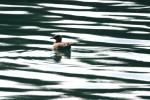 <img150*0:stuff/z/169023/Bird%2520on%2520the%2520Water/i1278615344_6.jpg>