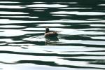 <img150*0:stuff/z/169023/Bird%2520on%2520the%2520Water/i1278615344_7.jpg>