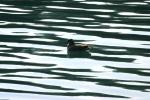<img150*0:stuff/z/169023/Bird%2520on%2520the%2520Water/i1278615344_8.jpg>