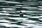 <img150*0:stuff/z/169023/Bird%2520on%2520the%2520Water/i1278615344_9.jpg>